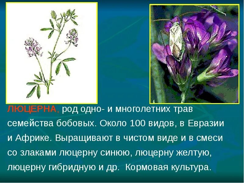 Кормовое растение семейства бобовых