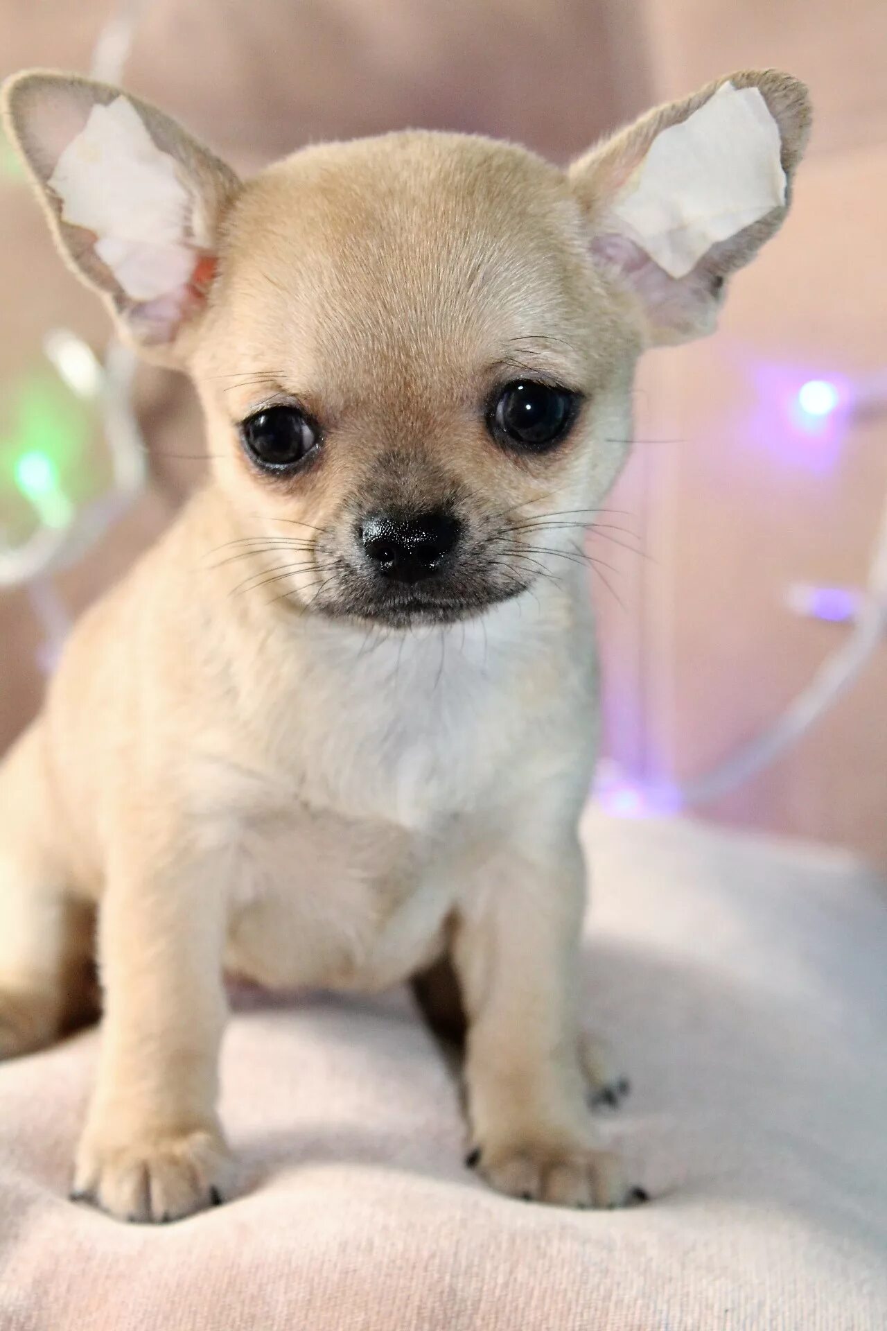 имена собак породы чихуахуа. чихуахуа белая. имена для собак мальчиков чихуахуа. порода собак чихуа чихуа. имена для собак чихуахуа.