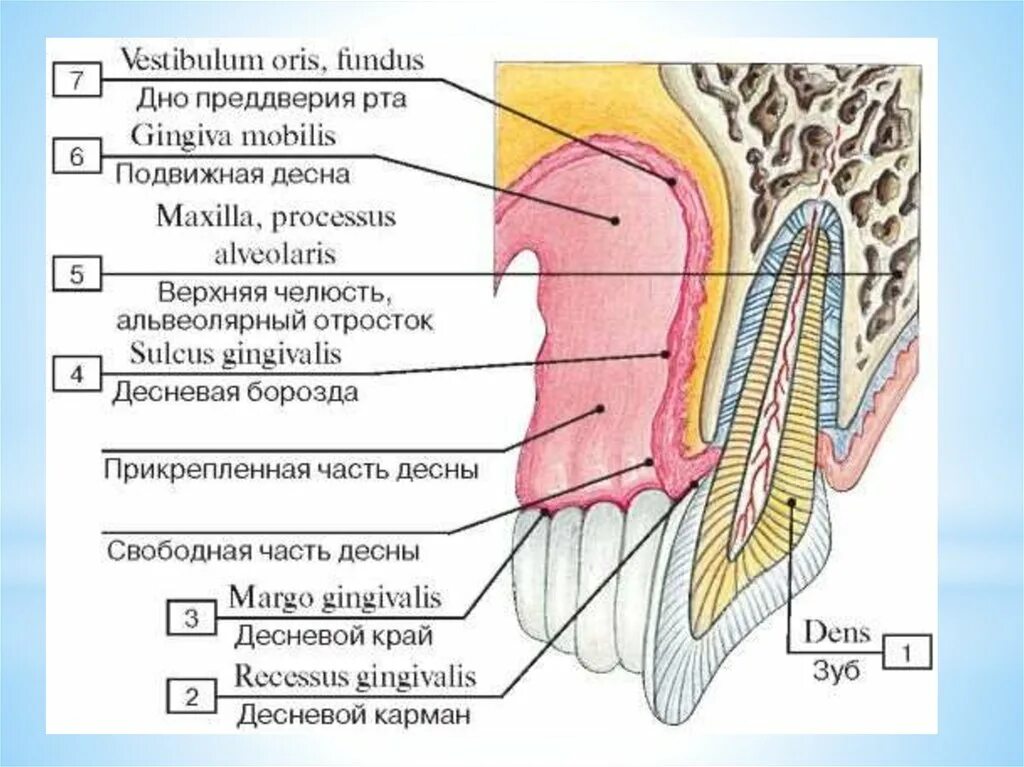 Строение зуба человека надкостница. Альвеолярная слизистая оболочка. Строение слизистой оболочки десны. Строение зуба и десны человека. Прикрепленная десна