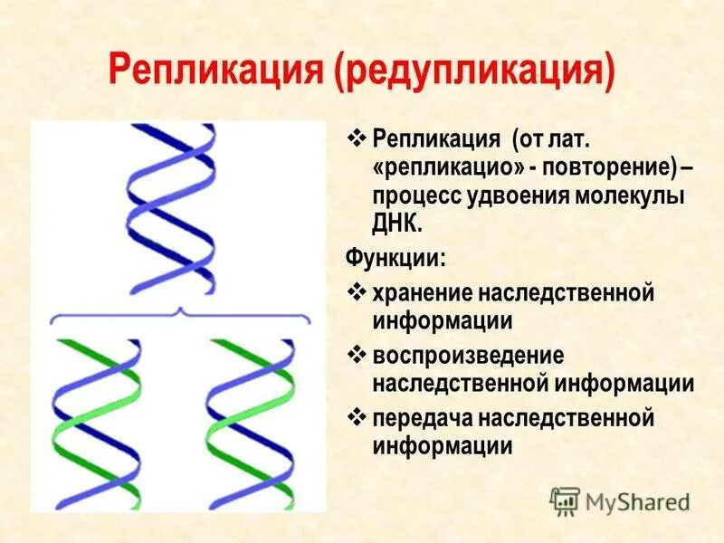 Репликация (редупликация, удвоение ДНК). Репликация молекулы ДНК. Схема репликации молекулы ДНК. Функции репликации ДНК. Репликация в биологии