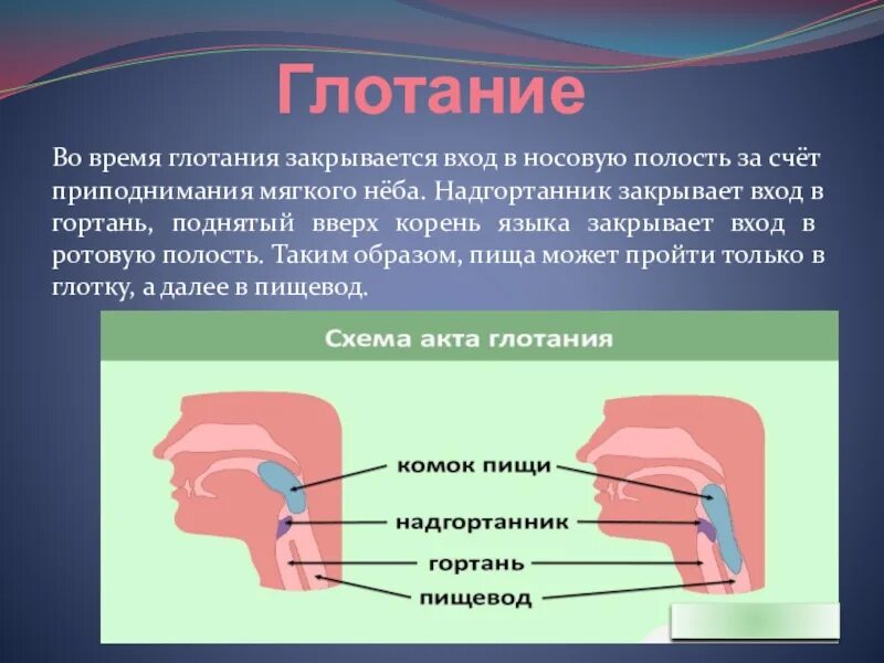 Полость рта положение. Глотание надгортанник. Положение языка при глотании. Пищеварение в ротовой полости глотание.