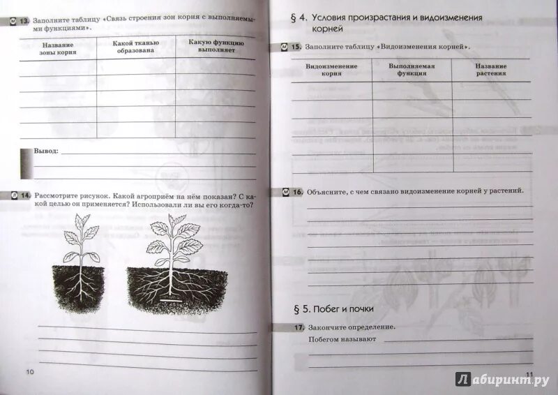 Пасечник многообразие покрытосеменных. Биология 6 класс Пасечник. Рабочая тетрадь по биологии 6 класс Пасечник цветок. Биология Пасечник 6 класс Покрытосеменные растения. Биология рабочая тетрадь 6 класс Пасечник параграф 19.