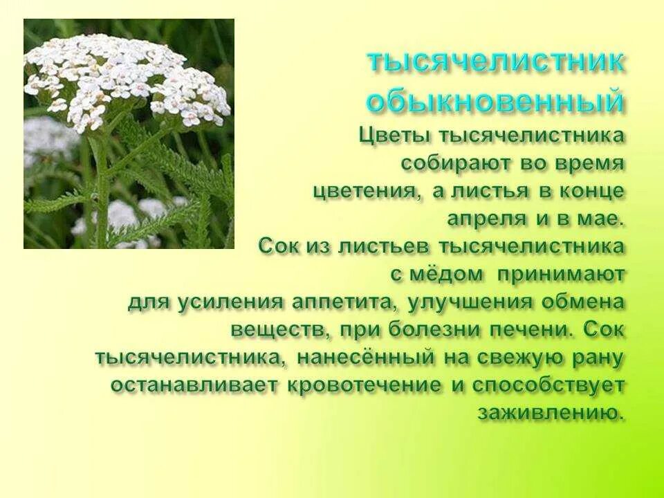 Тысячелистник обыкновенный свойства. Тысячелистник обыкновенный лекарственные растения. Тысячелистник кровоостанавливающее. Тысячелистник обыкновенный лечебные. Тысячелистник трава описание.