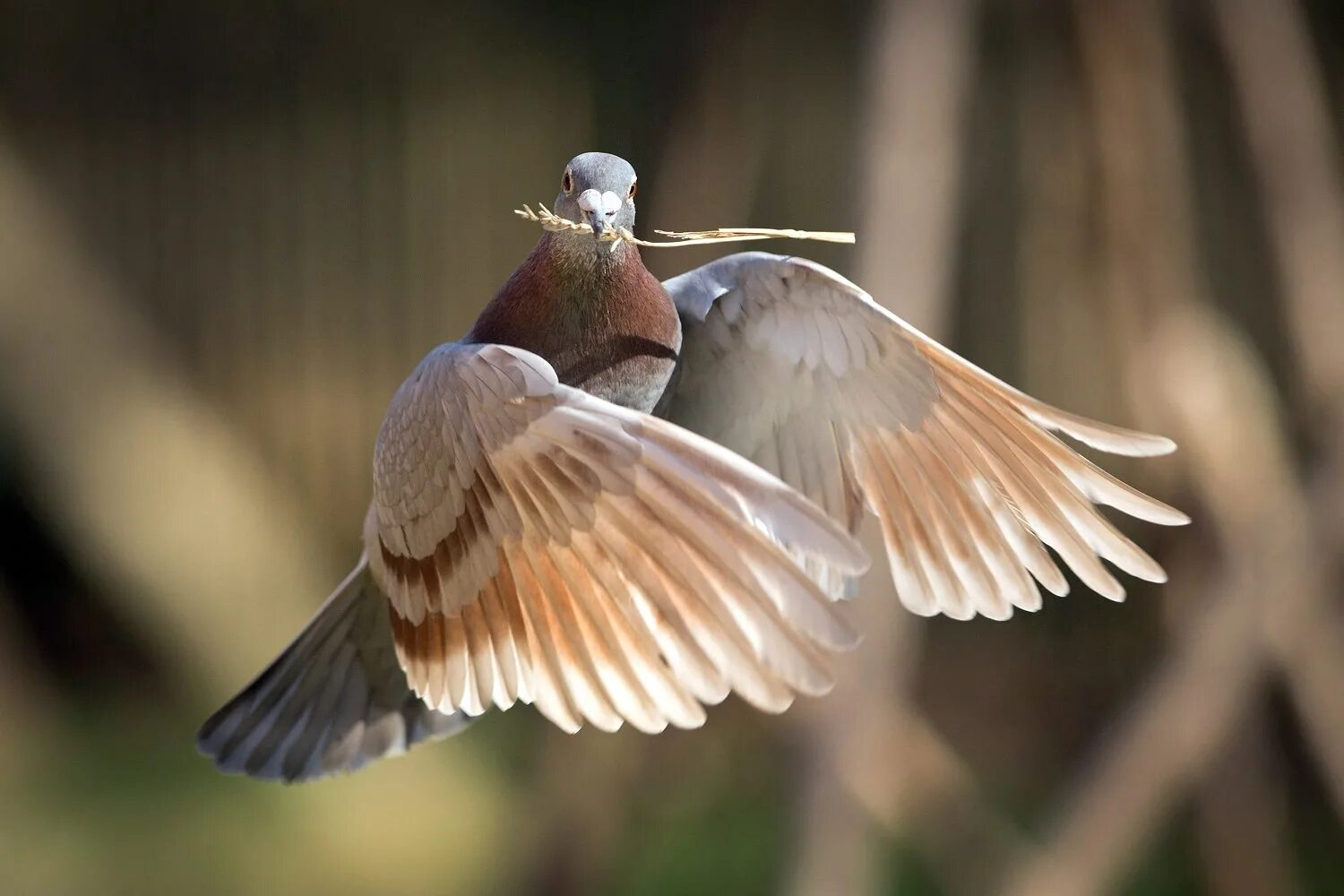 Человек с крыльями птицы. Икар бог. Красивая птица в полете. Зачем птицам нужны крылья. Сложенные крылья.