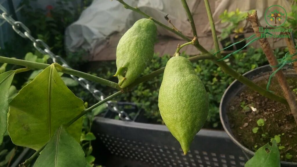 питомник павловских лимонов отзывы. питомник павловских лимонов отзывы. павловские питомники цитрусовых. саженцы в павловске. лимон павлова сеянцы.