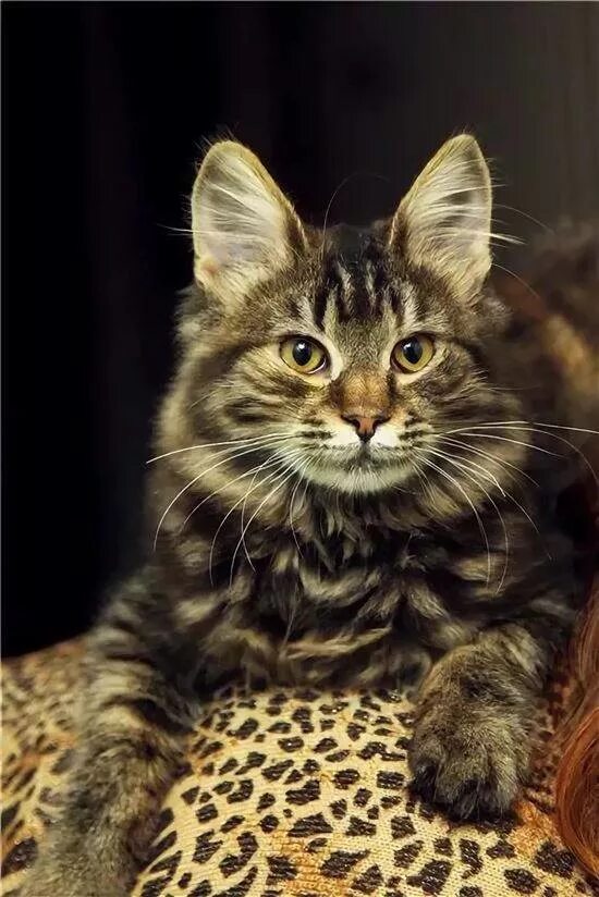 мейн кун и сибирская кошка. метис мейн куна. котята метисы мейн куна. метис мейн куна и британки. метис мейн куна.