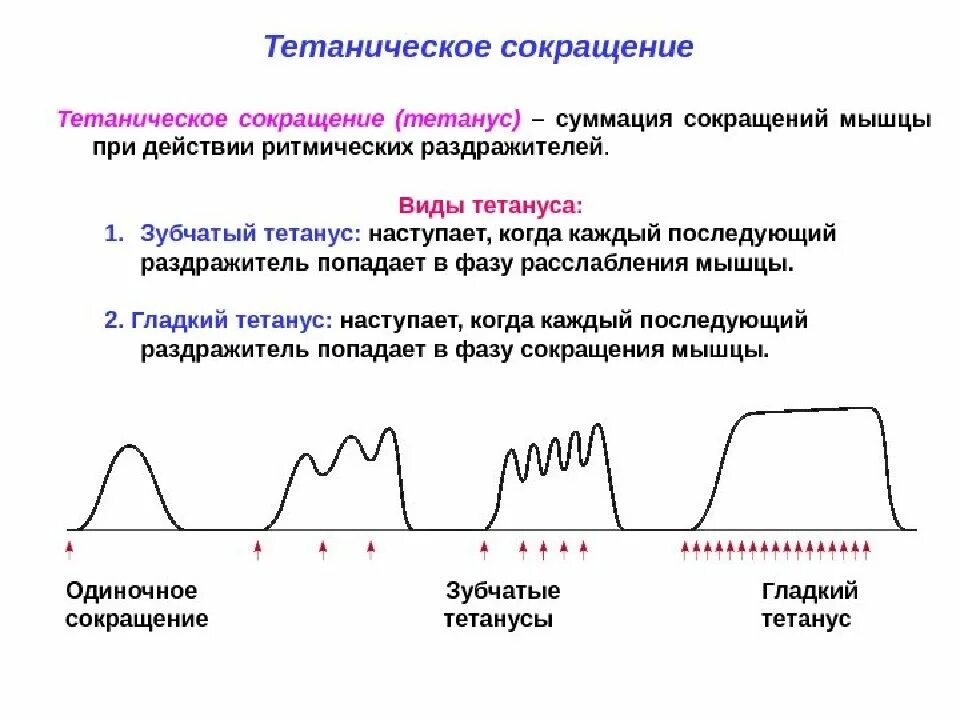 Снижение повышение частоты. Тетанус физиология график. Гладкий и зубчатый тетанус. Гладкий и зубчатый тетанус физиология. Зубчатый и гладкий тетанус мышц физиология.