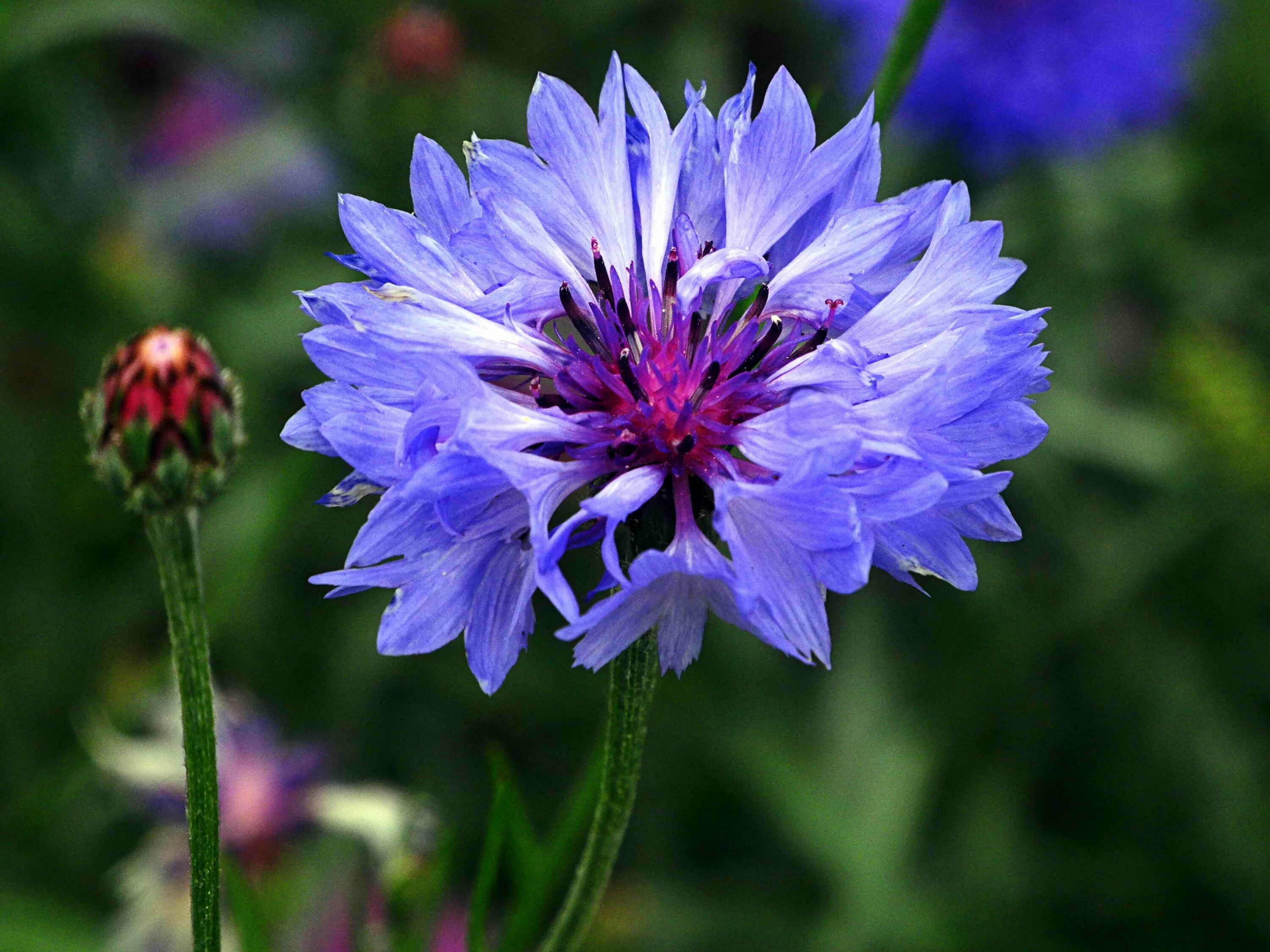 Васильки 18. Василёк Донской (Centaurea tanaitica Klok.). Василек полевой. Василек соцветие. Василёк Боровой.