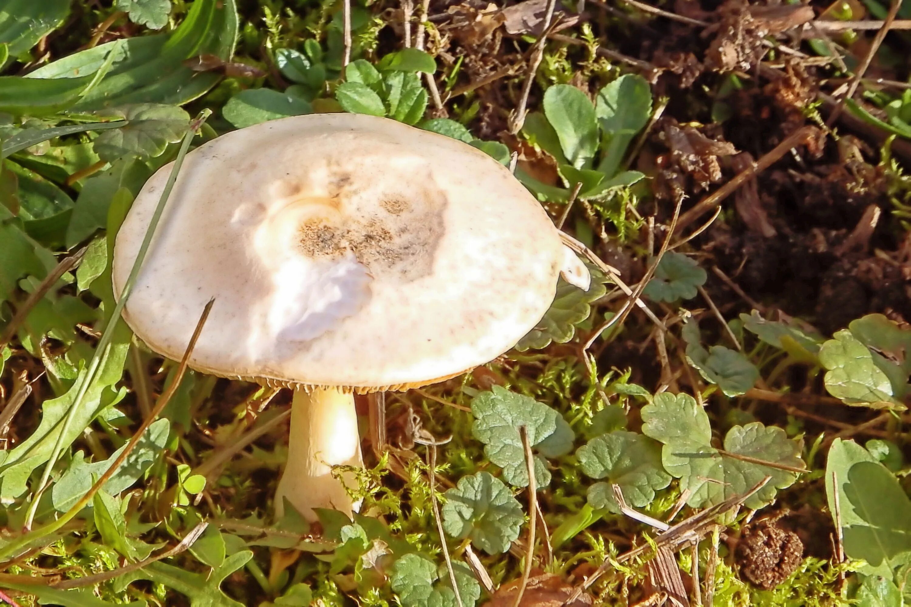 Опёнок Луговой шампиньон дождевик. Луговая поганка гриб. Agaricus impudicus гриб. Луговые опята съедобные рядовки.