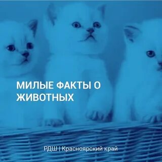 Милые факты