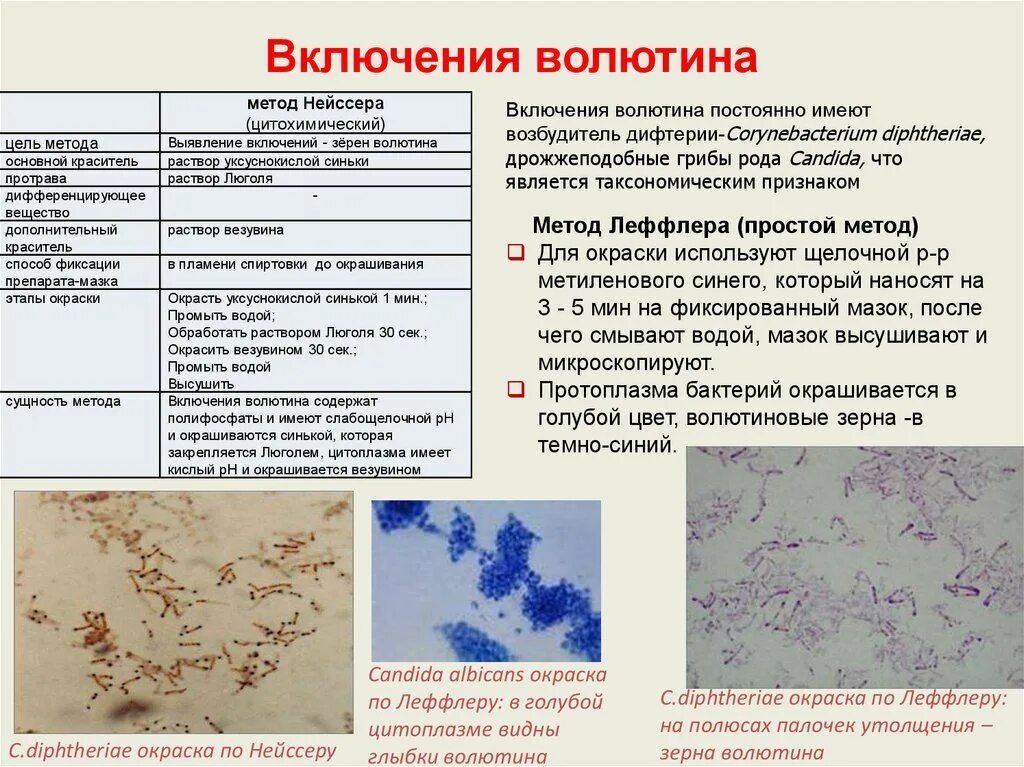 Что значит обнаружены споры