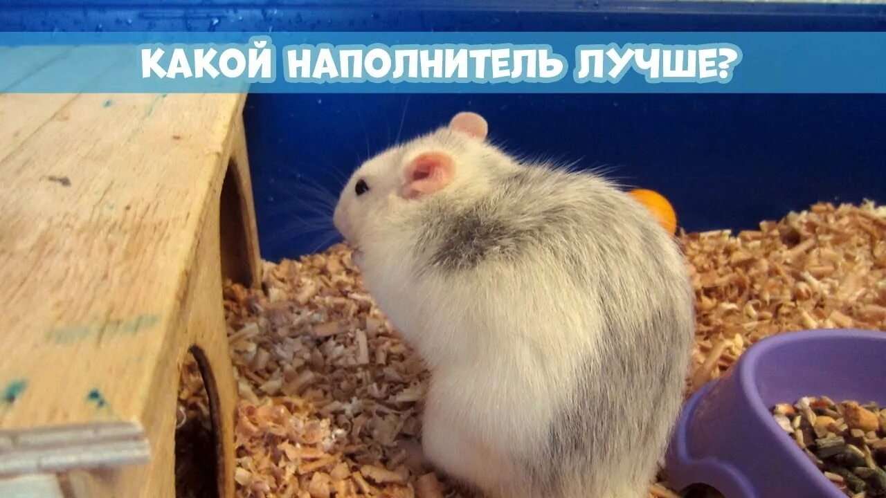 Какой наполнитель использовать для крыс. Аллергия у крысы на древесный наполнитель.