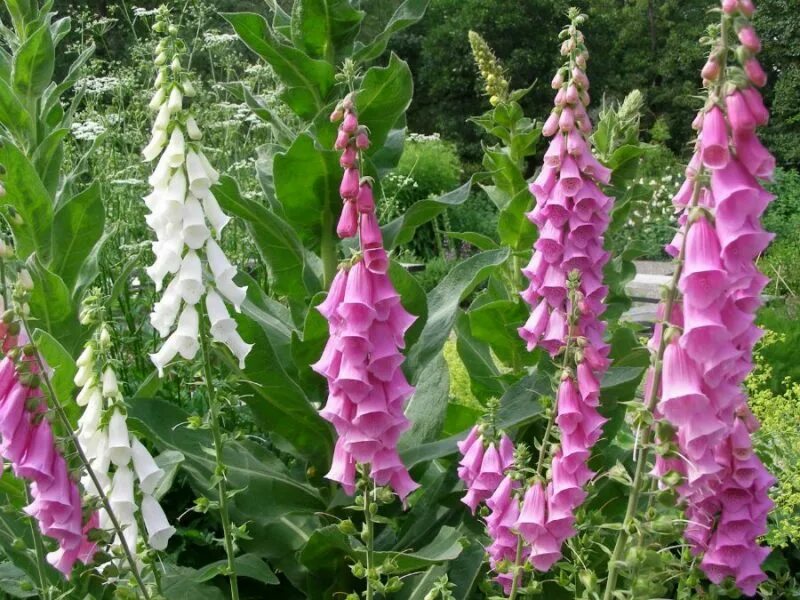 Наперстянка двулетняя. Наперстянка это многолетник?. Наперстянка (digitalis). Мальвы цветы многолетники. Цветы высокие садовые название.