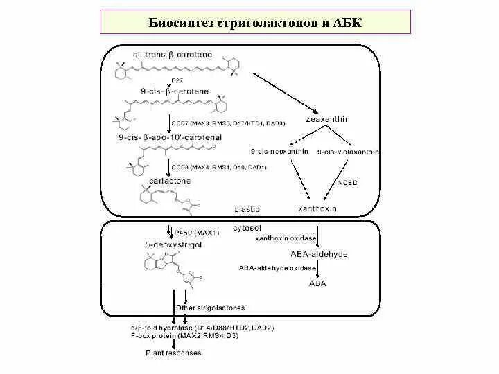 Синтез абсцизовой кислоты. Биосинтез абсцизовой кислоты. Биосинтез механизмы действия. Биосинтез ауксинов.