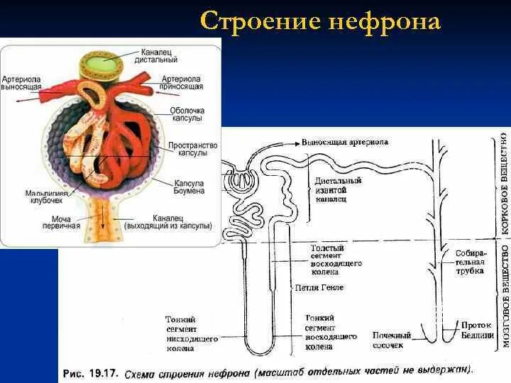 Строение нефрона почки. Строение нефрона почки человека. Схема строения нефрона почки. Строение нефрона рисунок ЯКЛАСС. В чем особенность строения канальца нефрона