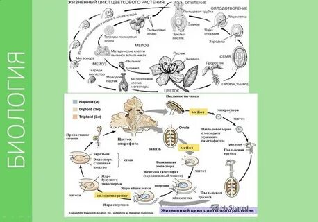 Жизненный цикл растений 7 класс