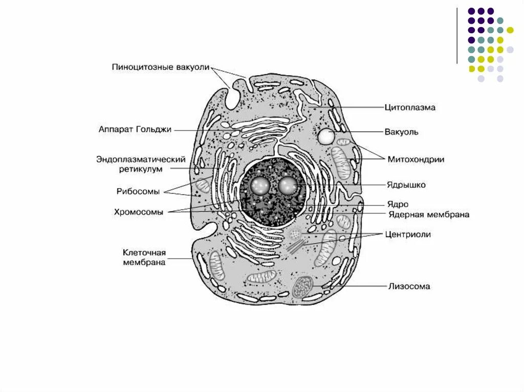 Живую клетку открыл. Субмикроскопическое строение клетки. Теория строения клетки. Схема строения клетки. Схема субмикроскопического строения клетки.