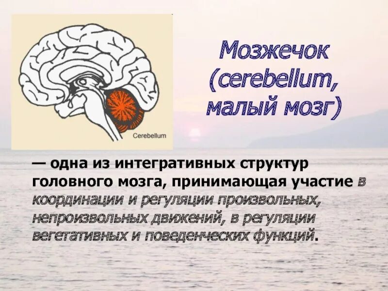 Какие органы отвечают за движение