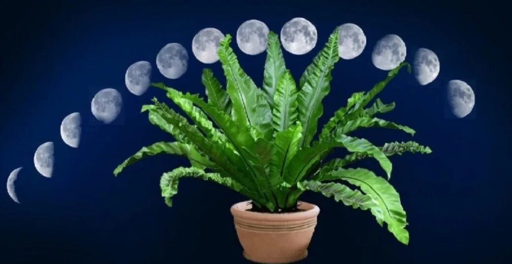Луна для комнатных растений
