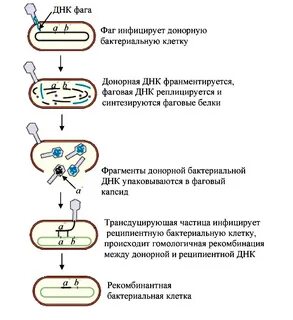 Процесс происходящий у бактерий