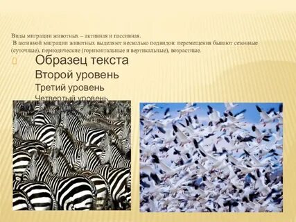 Что такое миграции в биологии