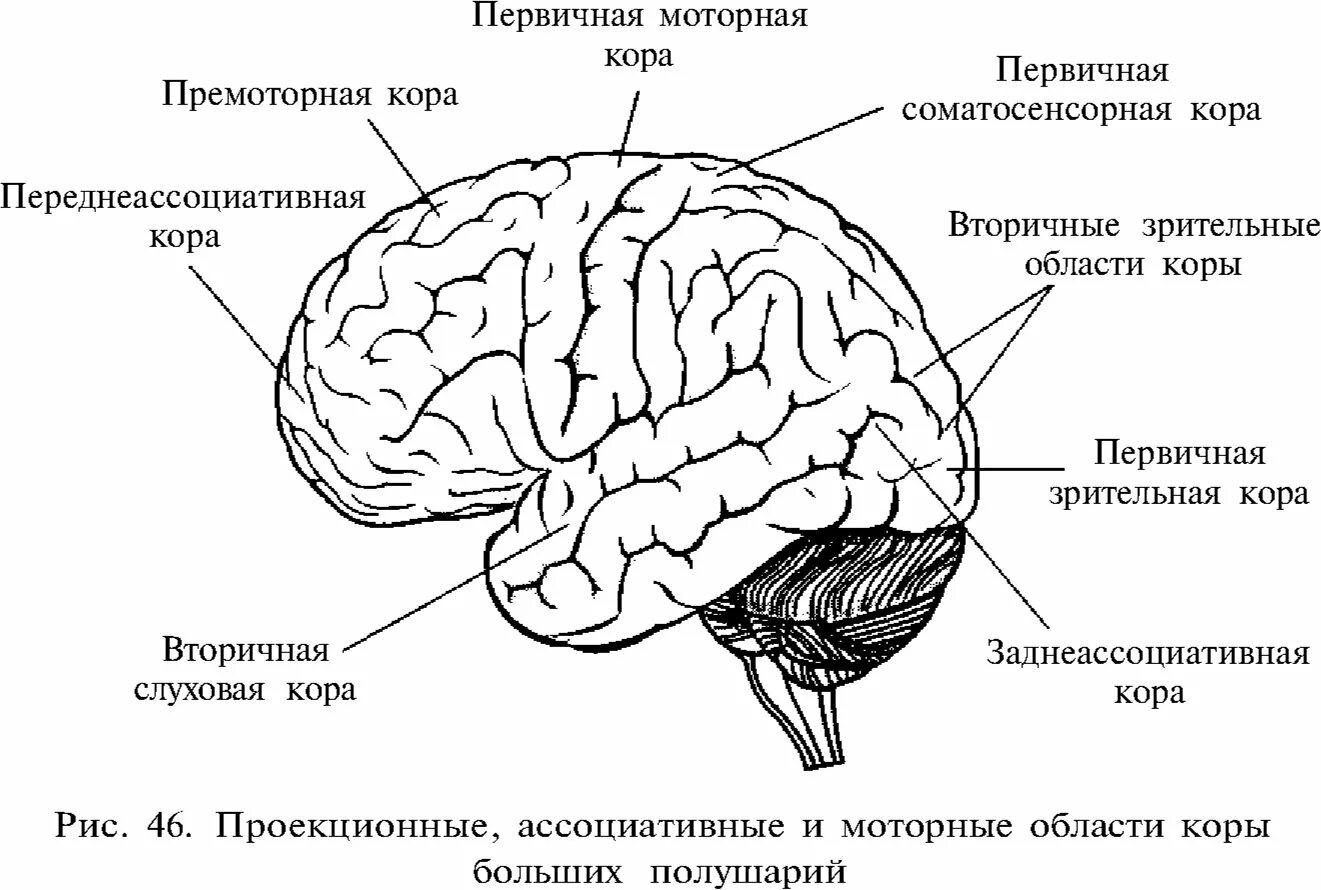 Первичные проекционные зоны коры головного мозга. Первичные проекционные зоны сенсорной коры. Сенсорные области коры большого мозга (проекционные поля)..