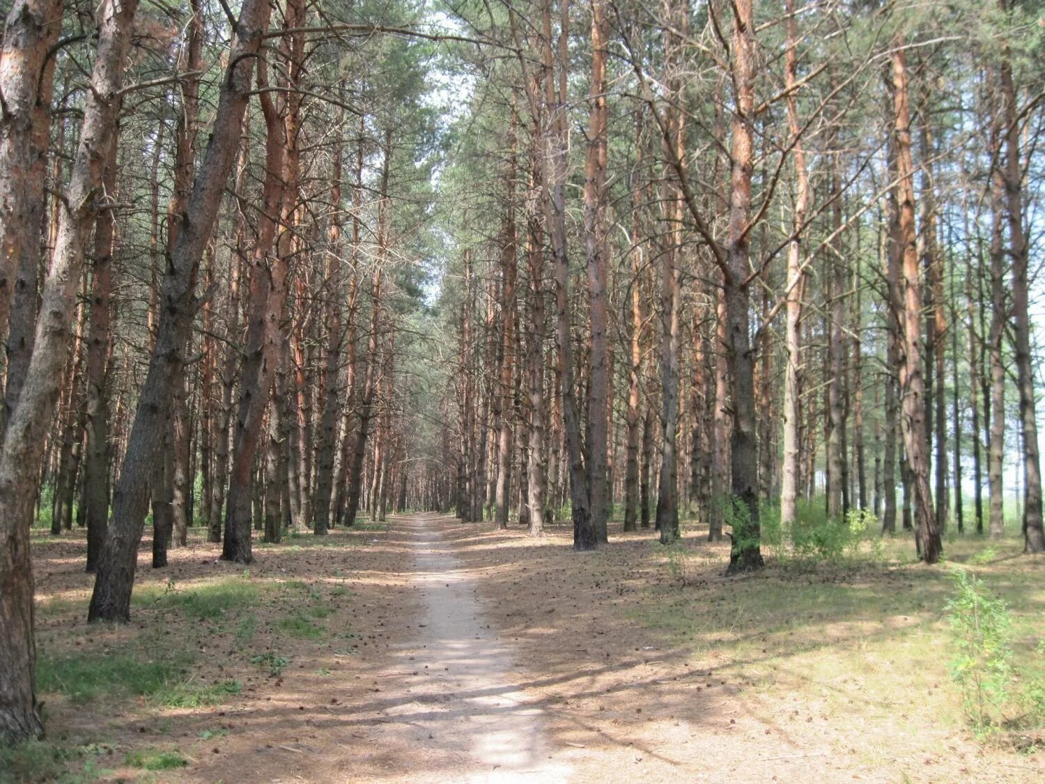 Лес сосновый бор томск. Найдено в сосновом бору. Кладбище сосновый бор томск. Найдено в сосновом бору. Сосоновый бор тобольск.