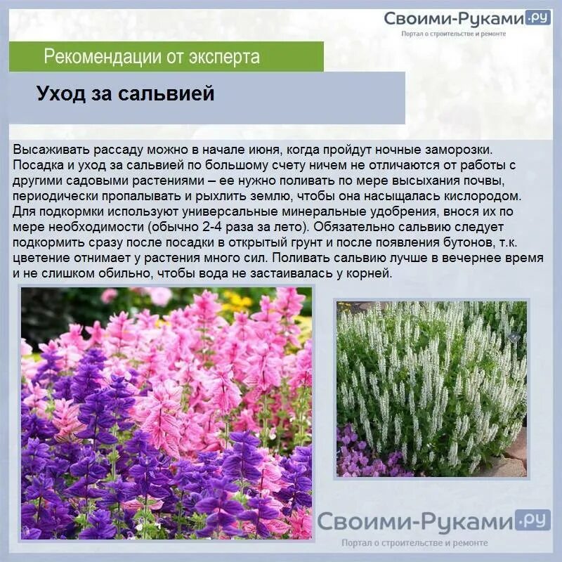Сальвия описание фото цветов