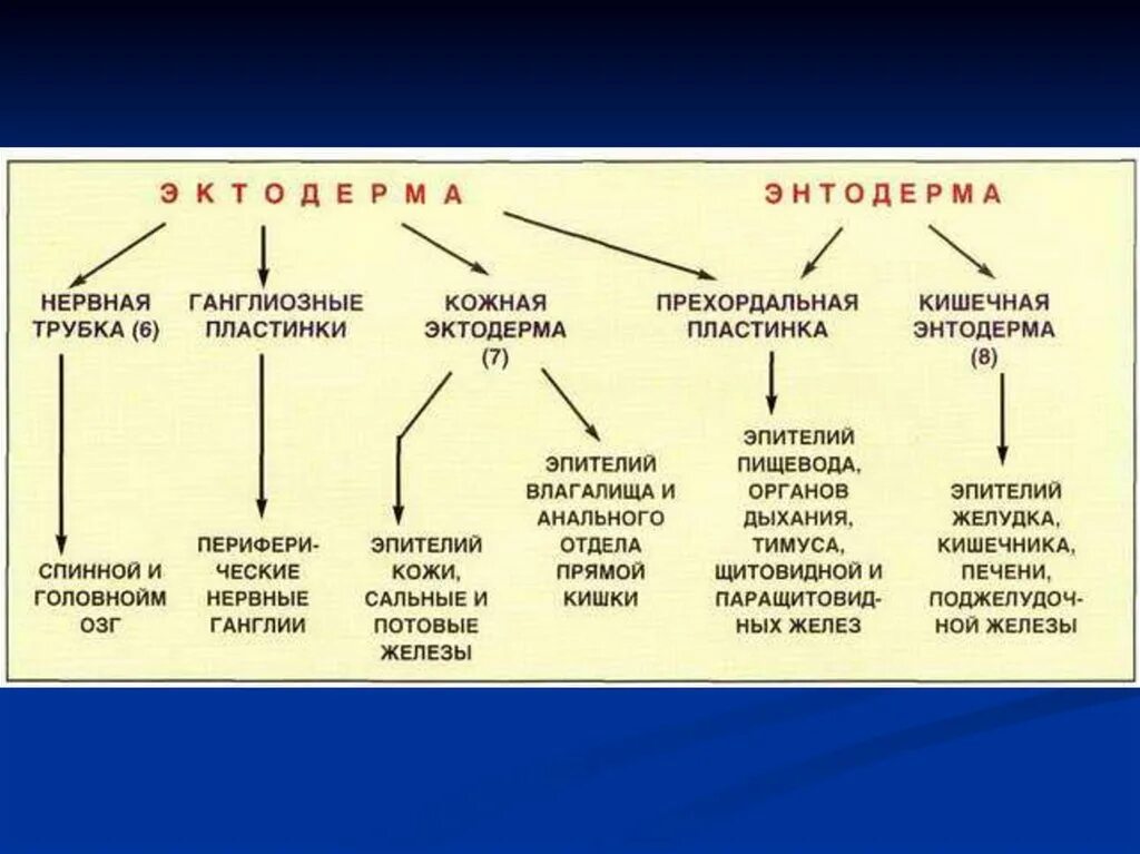 Эктодерма у позвоночных животных. Производные зародышевых листков таблица. Дифференцировка зародышевых листков схема. Производные 3 зародышевых листков. Производные зародышевых листков схема.