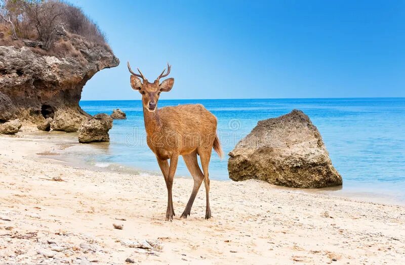 Песков олень. Олень на песке. Олень hd. Большой арктический заповедник дикий северный олень. Песков олень.