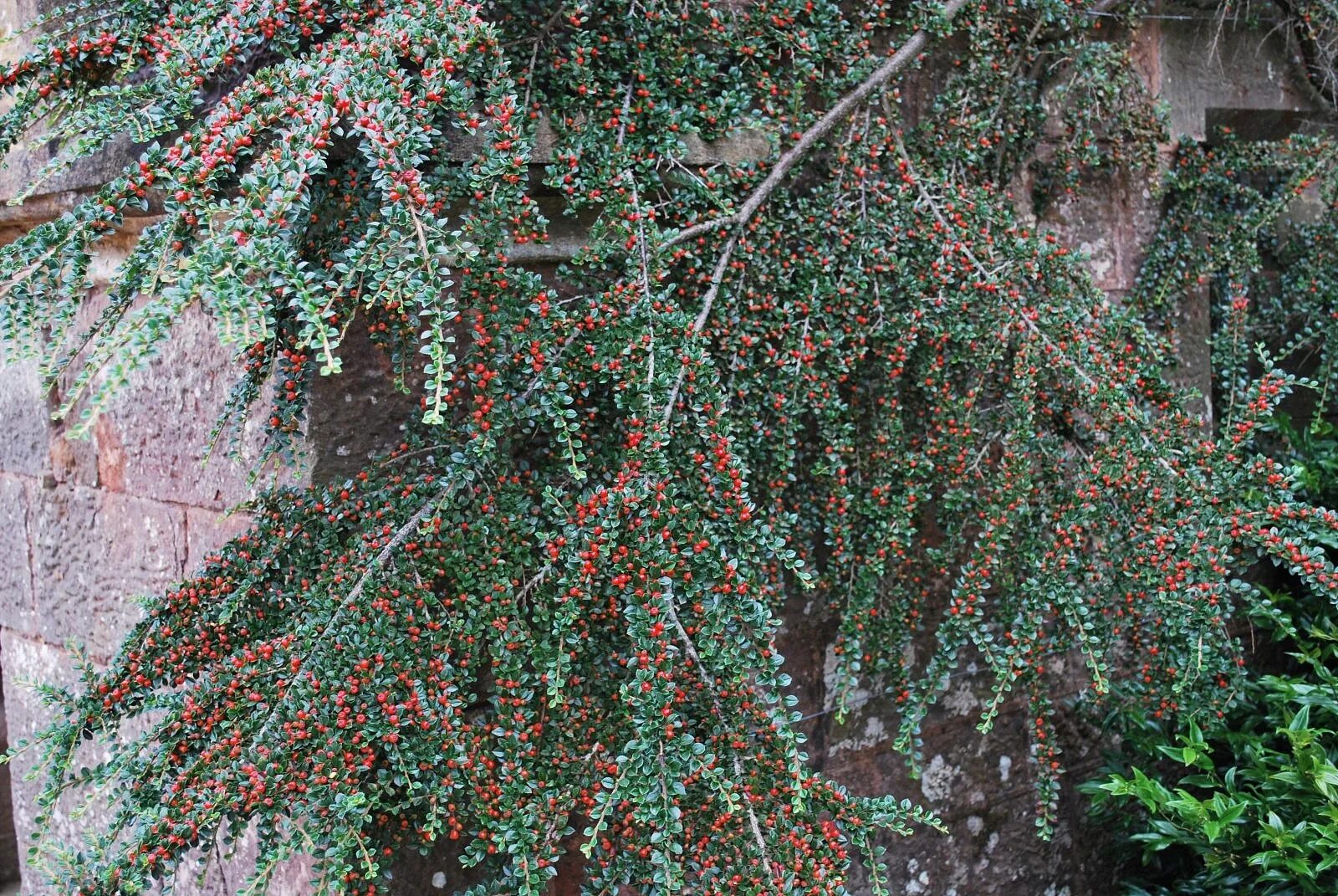 Кизильник Cotoneaster horizontalis. Кизильник Люцидус. Кизильник Стокгольм. Кизильник горизонтальный (Cotoneaster horizontalis).