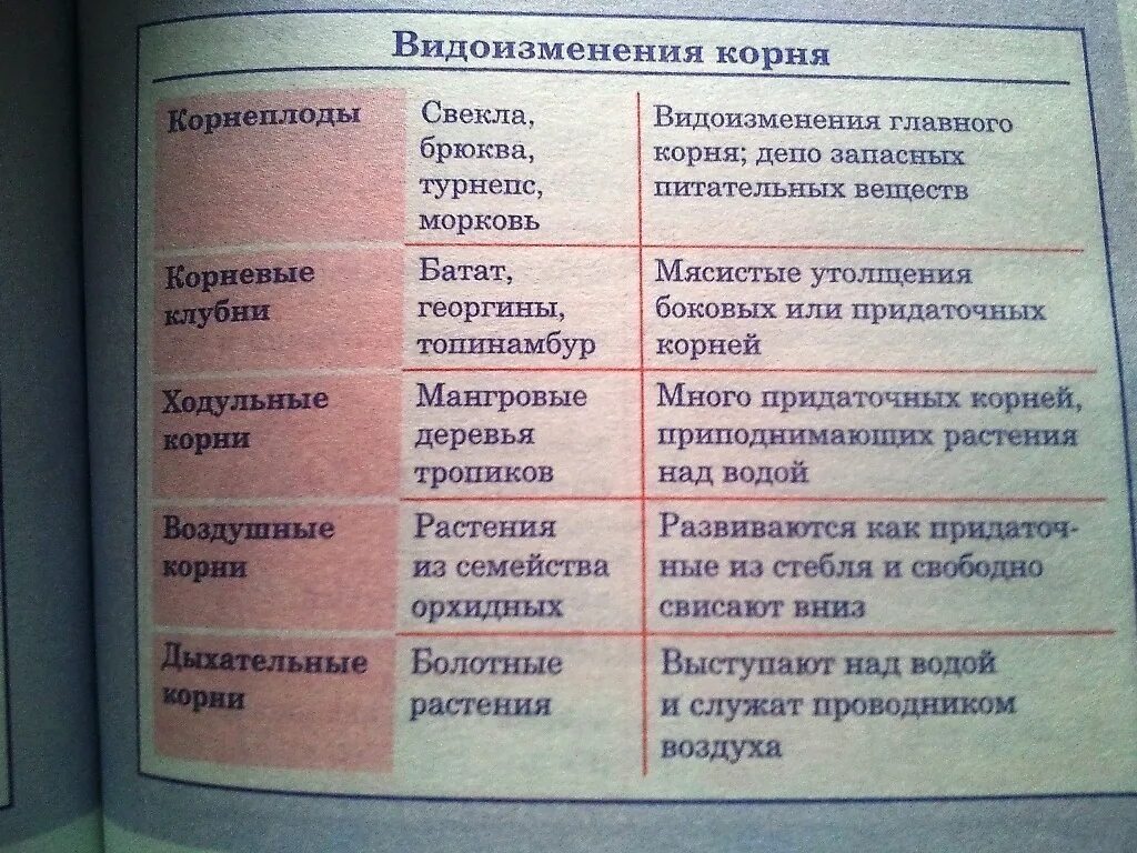 Биология 6 класс таблица корни