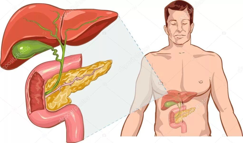 Изображение тела человека печень. Печень анатомия человека. Внутренние органы печень.