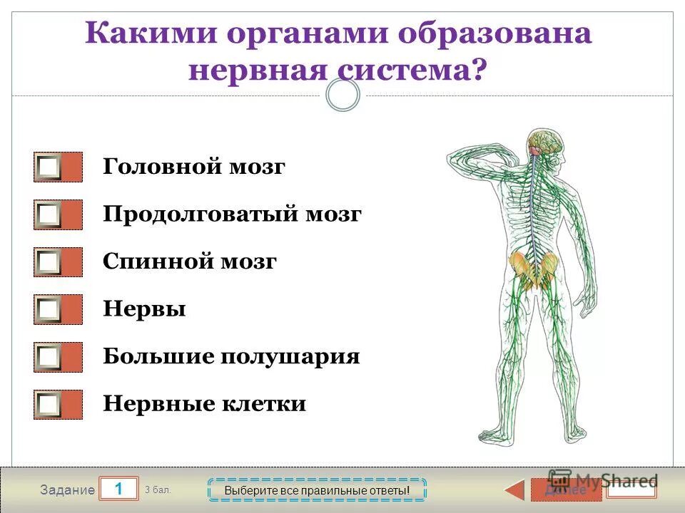 Спинной и головной мозг образуют нервную систему