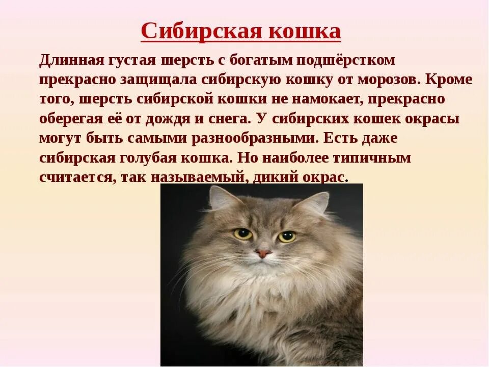 Как описать кошку. Сибирская кошка доклад. Описание породы кошек Сибирская кошка. Описание кота. Сибирская кошка характер.