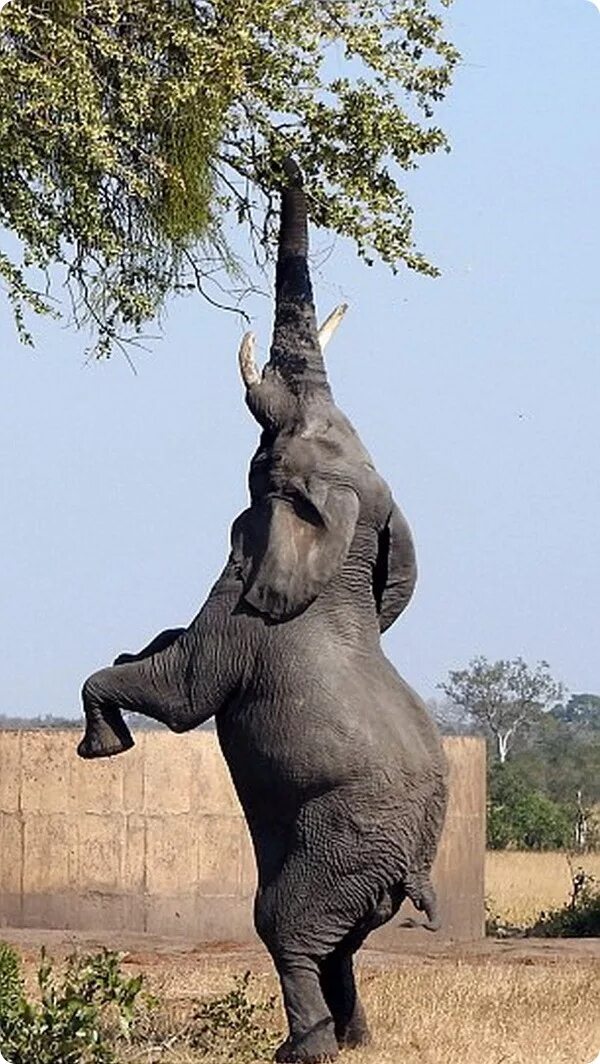 Стоящий слоник. Слон на двух ногах. Слоны с поднятым хоботом.