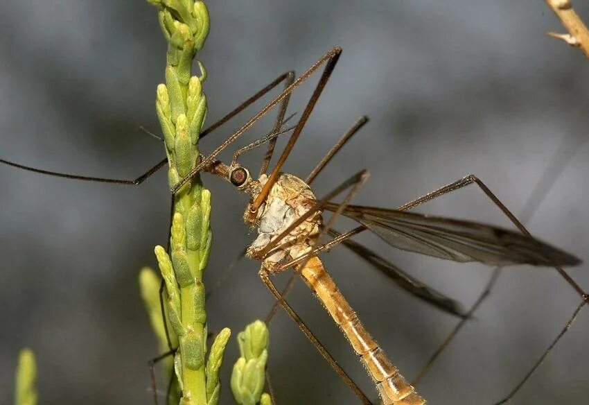 Как называется большой комар. Комар долгоножка. Малярийный комар долгоножка. Карамора комар долгоножка. Долгоножка насекомое.