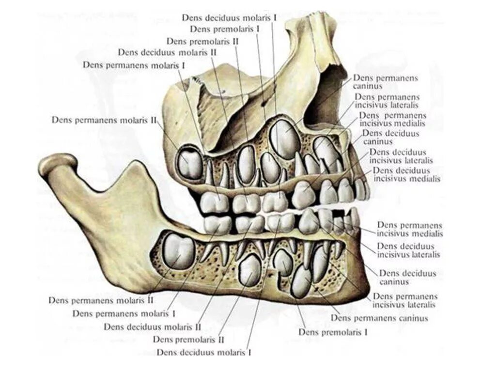 Строение зубов человека схема верхней челюсти анатомия. Челюсть с молочными зубами схема. Строение челюсти с молочными и коренными зубами. Анатомия верхней и нижней челюсти кости черепа. Зубы человека у детей
