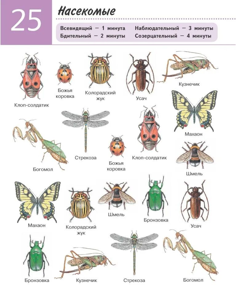 Насекомые и их названия. Картинки насекомых с названиями. Название всех насекомых. Насекомые список названий для детей.