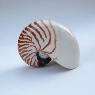 Ракушка наутилус