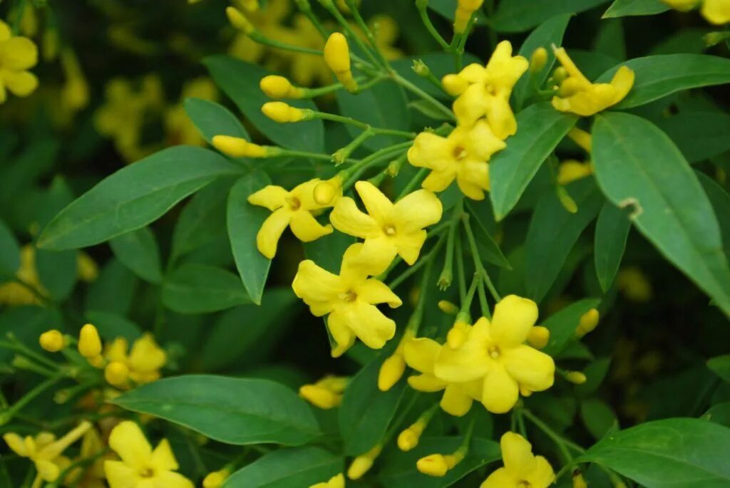Жасмин кустарниковый - (лат. Jasminum fruticans) СЕМЕНА 25шт + подарок AliExpres