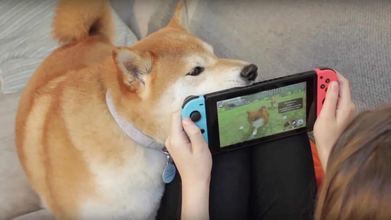 Nintendo Dogs. Little friends: Dogs & Cats. Nintendo Switch little friends Cat and Dogs. Nintendo Dogs and Cats. Your little friends