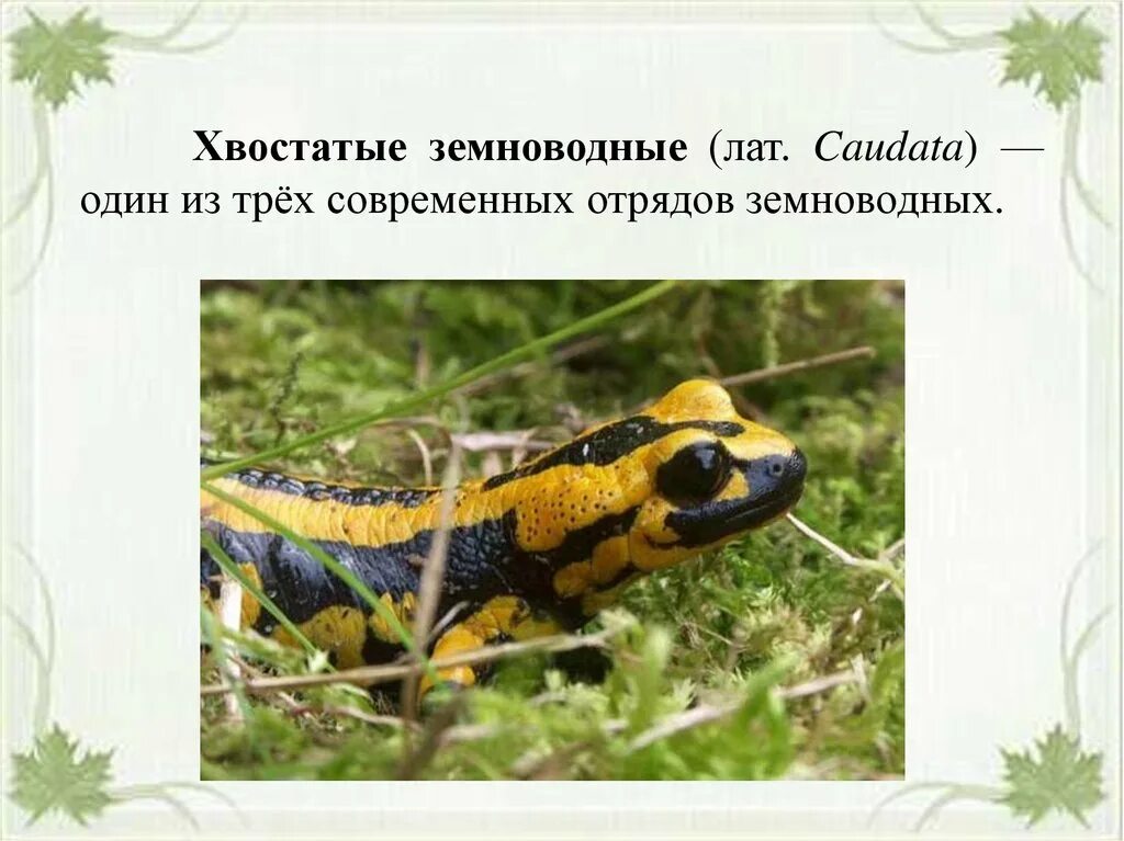 Система хвостатых земноводных. Хвостатые и бесхвостые земноводные. хвостатые земноводные внешнее строение. внутреннее строение хвостатых земноводных. нервная система хвостатых земноводных.