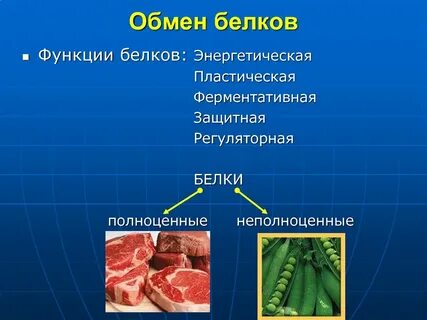 Обмен белков основные функции