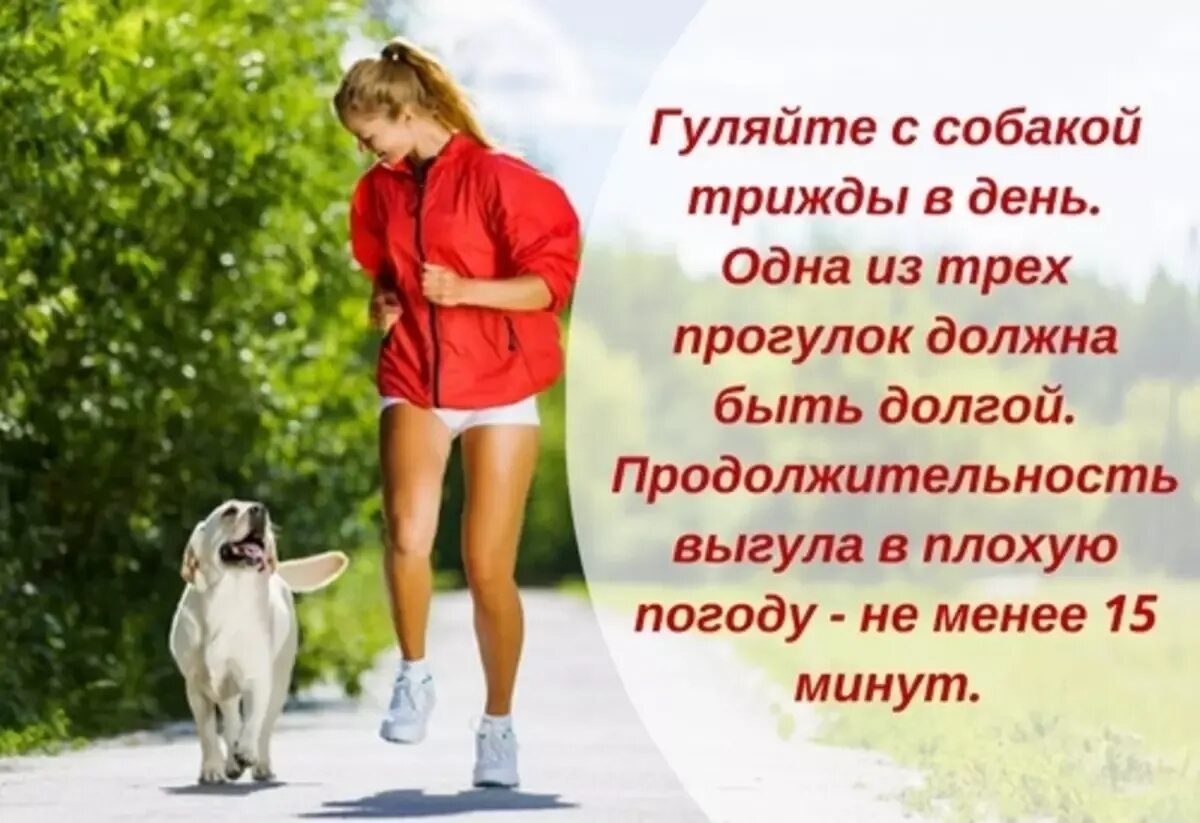 Сколько надо гулять с собакой. День прогулки с собакой. Во сколько нужно выгуливать собаку. Сколько нужно гулять с собакой в день.