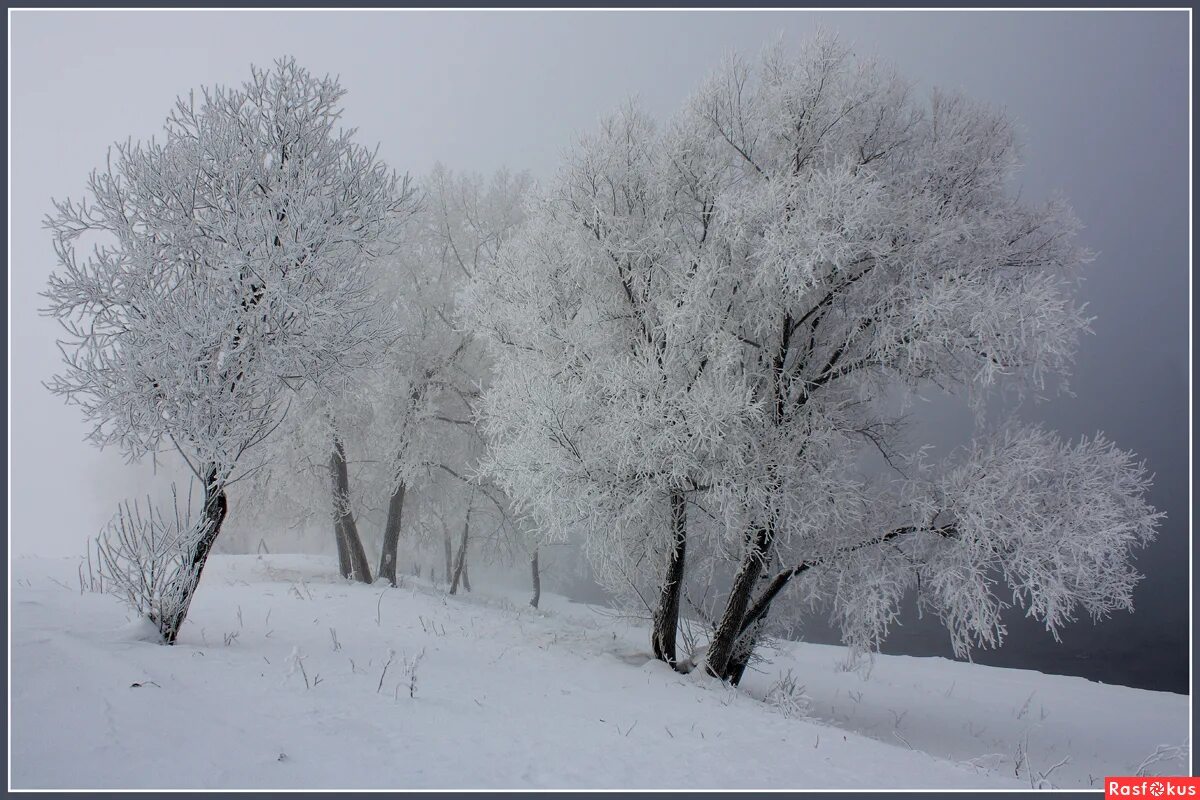 Декабрь природа. Долгую зиму под. Долгую зиму под. Долгую зиму под. Долгую зиму под.