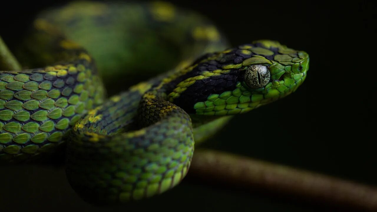Pin by Sia on Snake Stretch canvas, Snake, Global gallery