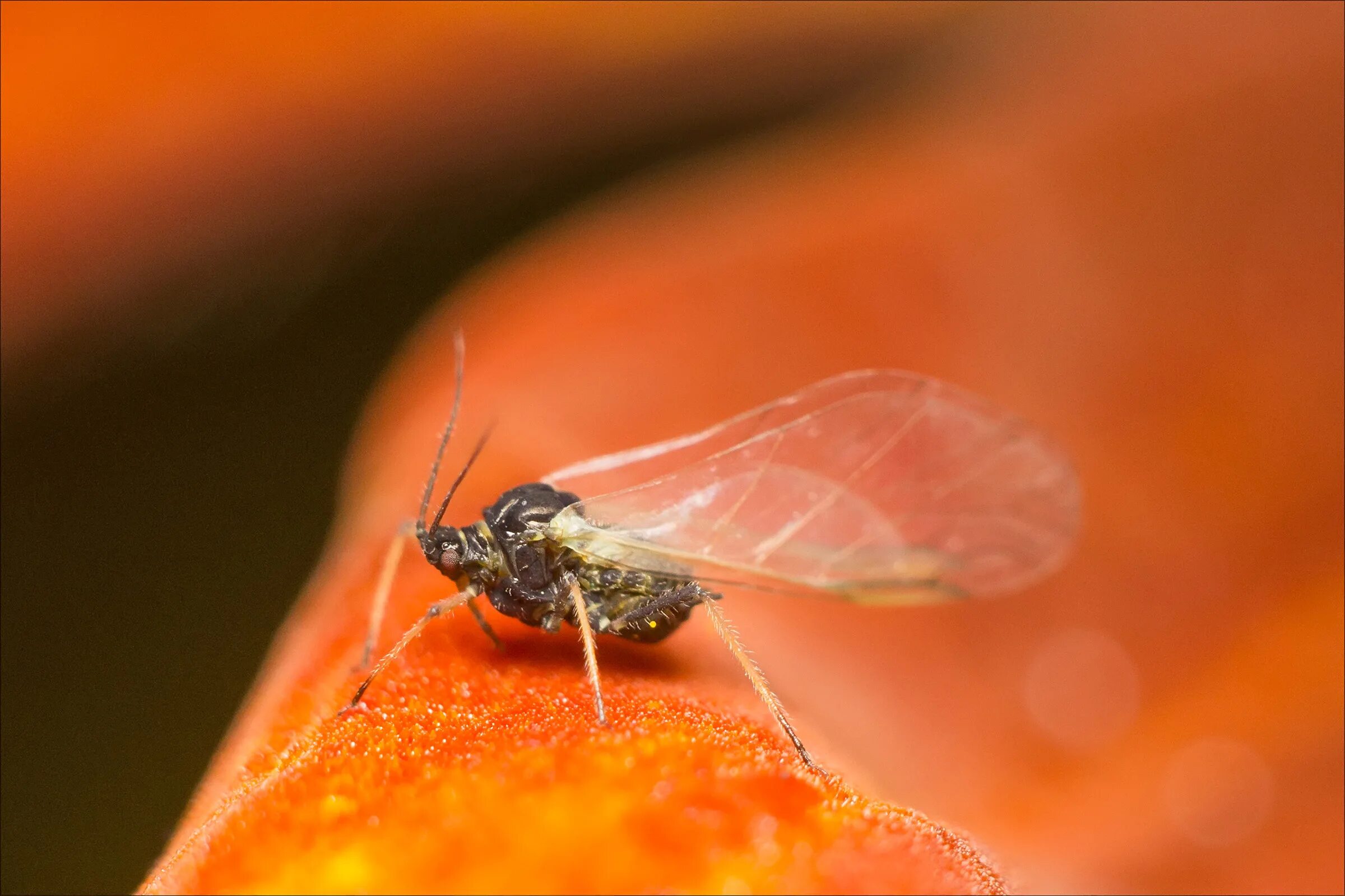 Муха дрозофила. Кровососущие насекомые мошки. Маленькие мушки. Какого цвета мошки. Мошка белокрылка.