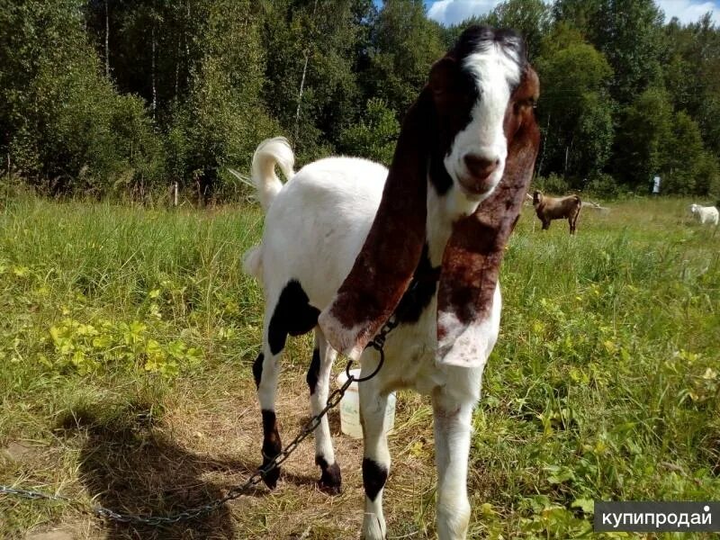 Авито камори. Камори- нубийские. Нубийские козы Шами. Нубийские козы Камори. Высокоудойные козы.