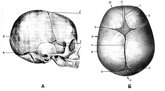 Кости и швы черепа анатомия. Соединение костей черепа роднички. Соединение костей черепа анатомия. Роднички черепа анатомия.